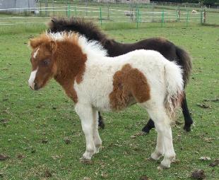 Click for larger image